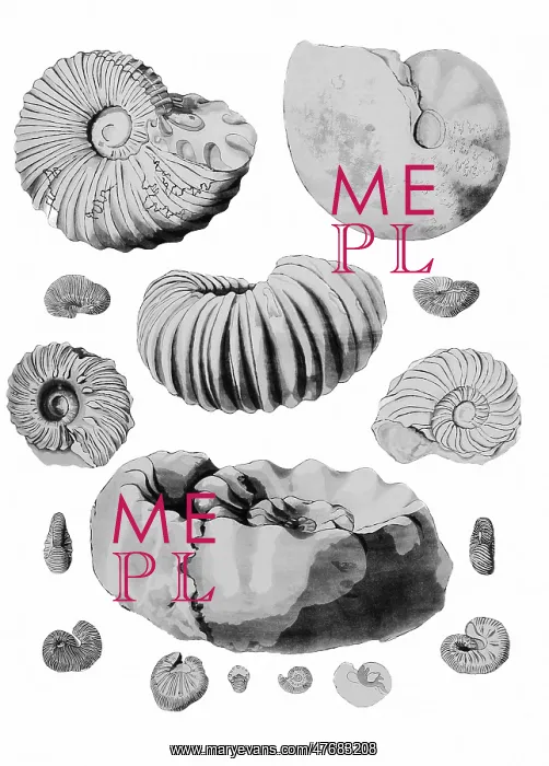 : Cretaceous Ammonites : Cretaceous Ammonites