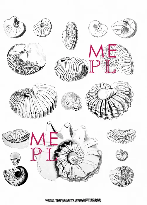 : Cretaceous Ammonites : Cretaceous Ammonites