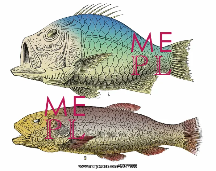 : Cretaceous Fishes, Illustration : Cretaceous Fishes, Illustration