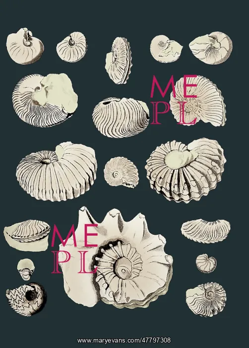 : Cretaceous Nautili and Ammonite Fossils : Cretaceous Nautili and Ammonite Fossils