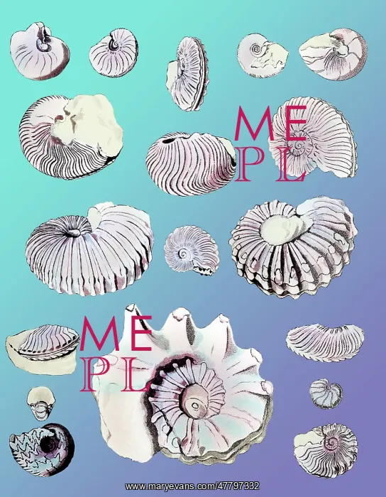 : Cretaceous Nautili and Ammonite Fossils : Cretaceous Nautili and Ammonite Fossils