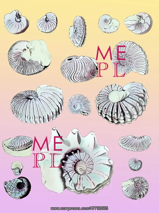 : Cretaceous Nautili and Ammonite Fossils : Cretaceous Nautili and Ammonite Fossils