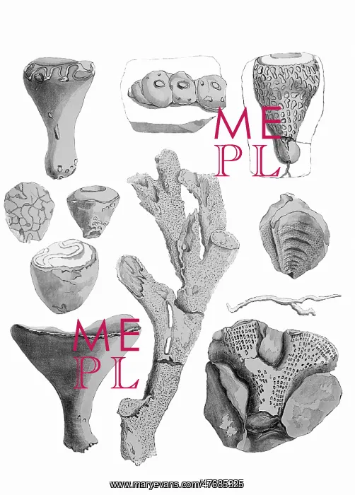 : Cretaceous Sponges : Cretaceous Sponges