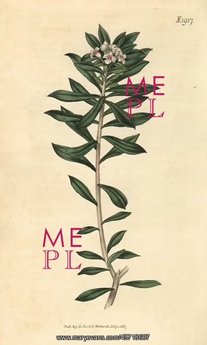 : Cretan daphne, Daphne oleoides : Cretan daphne, Daphne oleoides