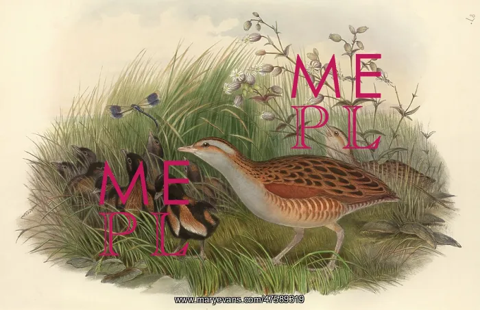 : Crex crex, corncrake : Crex crex, corncrake
