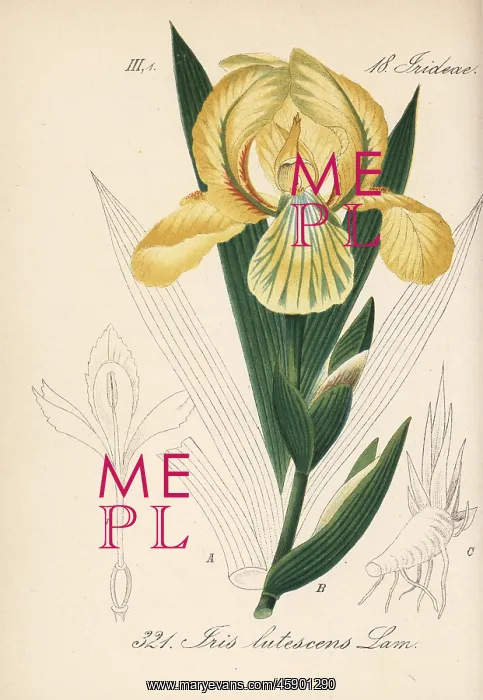 : Crimean iris, Iris lutescens : Crimean iris, Iris lutescens