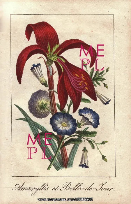 : Crimson amaryllis and dwarf morning glory : Crimson amaryllis and dwarf morning glory