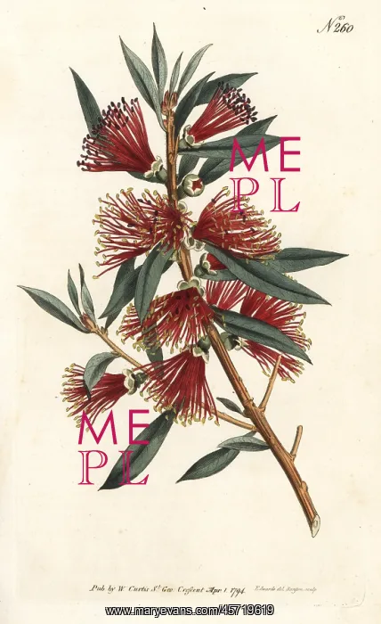 : Crimson bottlebrush, Callistemon citrinus : Crimson bottlebrush, Callistemon citrinus