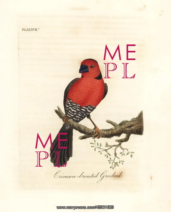 : Crimson-breasted grosbeak : Crimson-breasted grosbeak