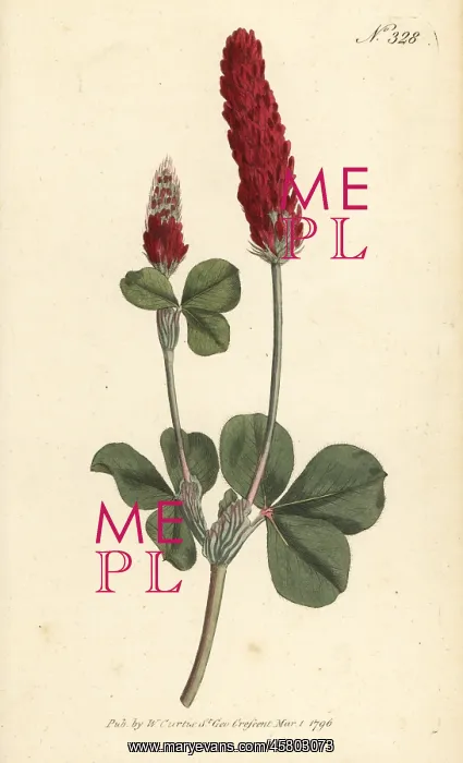 : Crimson clover, Trifolium incarnatum : Crimson clover, Trifolium incarnatum