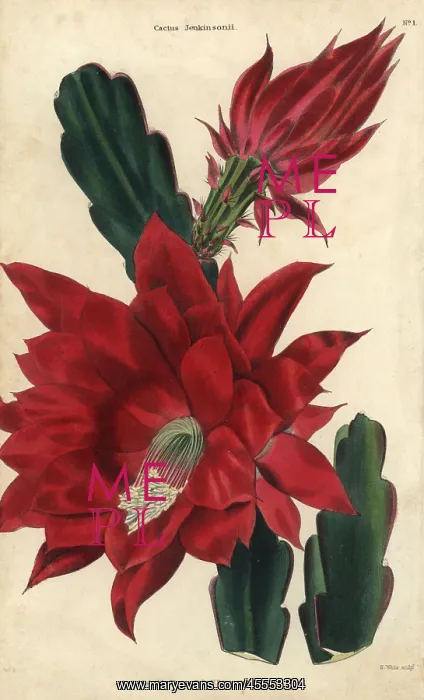  : Crimson-flowered cactus, Disocactus jenkinsonii