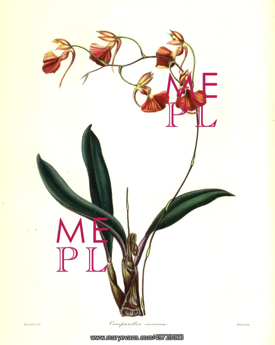 : Crimson-flowered comparettia orchid, Comparettia coccinea : Crimson-flowered comparettia orchid, Comparettia coccinea