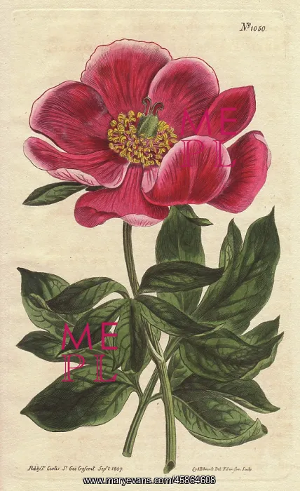 : Crimson-flowered peony, a native of the Levant : Crimson-flowered peony, a native of the Levant