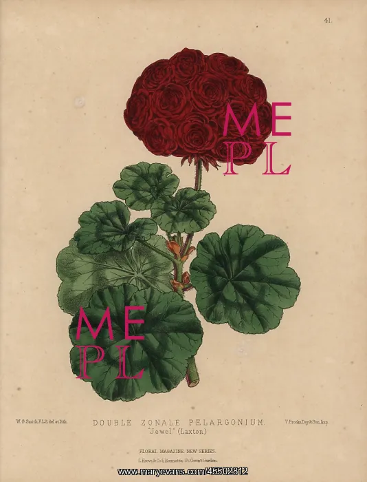 : Crimson geranium with large flowers, double-zonale : Crimson geranium with large flowers, double-zonale