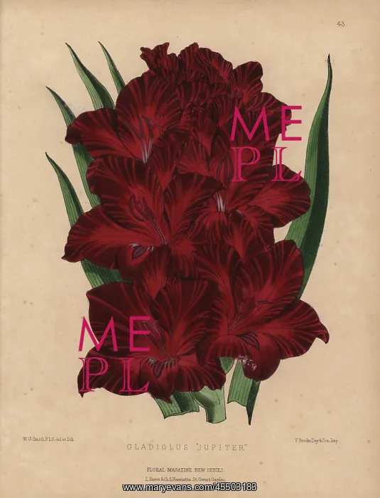 : Crimson gladiolus, Gladiolus jupiter : Crimson gladiolus, Gladiolus jupiter