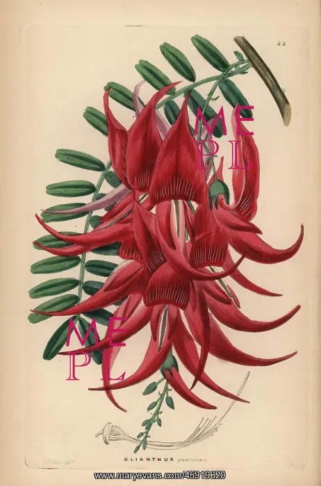 : Crimson glory pea, Clianthus puniceus : Crimson glory pea, Clianthus puniceus