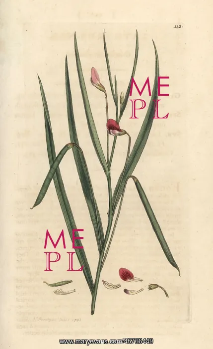 : Crimson grassvetch, Lathyrus nissolia : Crimson grassvetch, Lathyrus nissolia