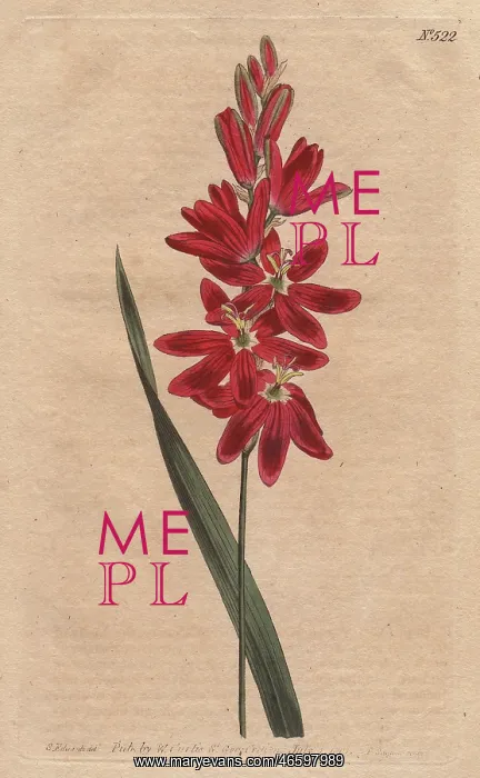 : Crimson ixia or spreading-flower'd ixia with : Crimson ixia or spreading-flower'd ixia with