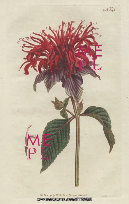 : Crimson monarda, Monarda didyma : Crimson monarda, Monarda didyma