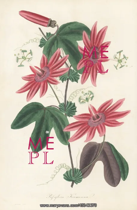 : Crimson passion flower, Passiflora kermesina : Crimson passion flower, Passiflora kermesina
