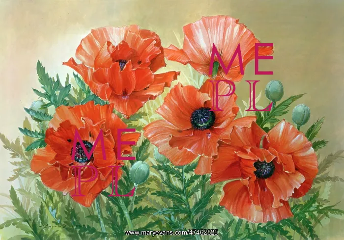  : Five Crimson Poppies