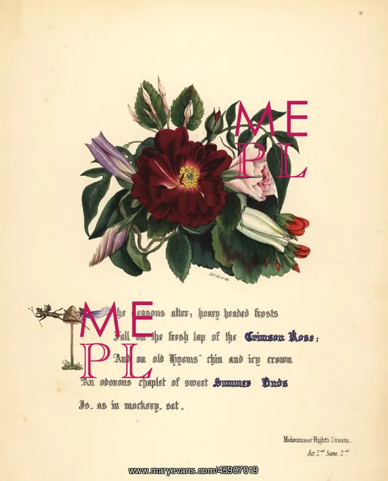: Crimson Rose (Midsummer Night's Dream) : Crimson Rose (Midsummer Night's Dream)