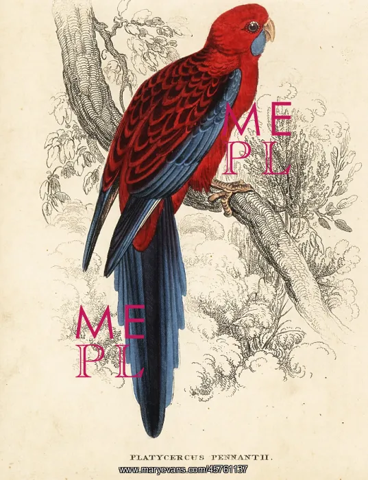 : Crimson rosella, Platycercus elegans : Crimson rosella, Platycercus elegans