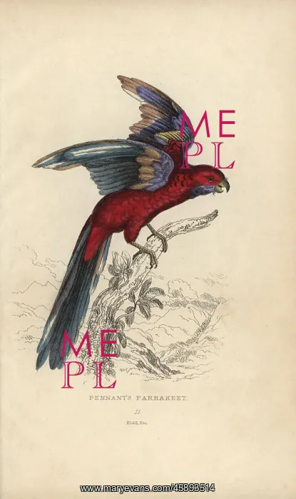 : Crimson rosella, Platycercus elegans : Crimson rosella, Platycercus elegans