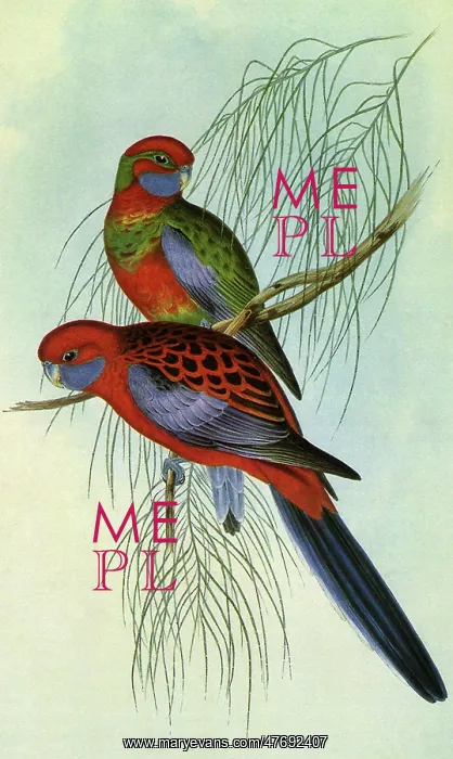 : Crimson Rosella, Platycercus elegans : Crimson Rosella, Platycercus elegans
