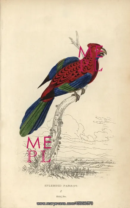 : Crimson rosella, Platycerus elegans : Crimson rosella, Platycerus elegans