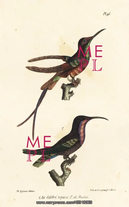 : Crimson topaz and ruby-throated hummingbird : Crimson topaz and ruby-throated hummingbird