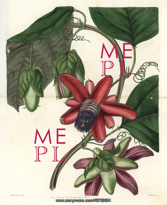 : Crimson winged-stem passionflower, Passiflora alata : Crimson winged-stem passionflower, Passiflora alata