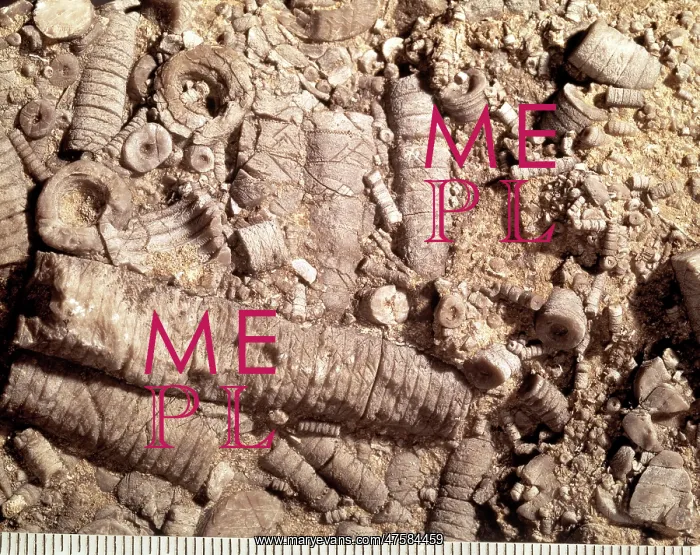 : Crinoidal limestone : Crinoidal limestone