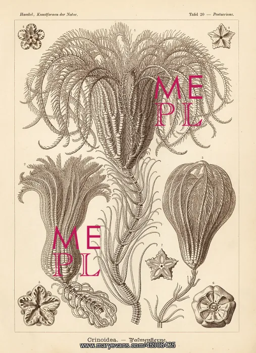 : Crinoidea sea lilies : Crinoidea sea lilies