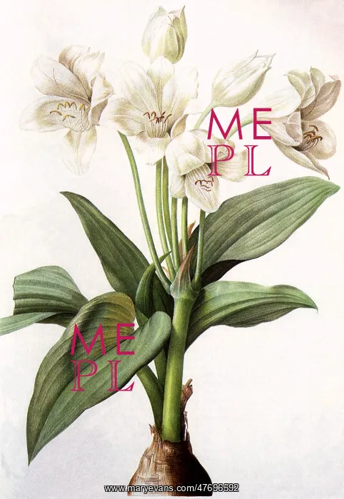  : Crinum giganteum
