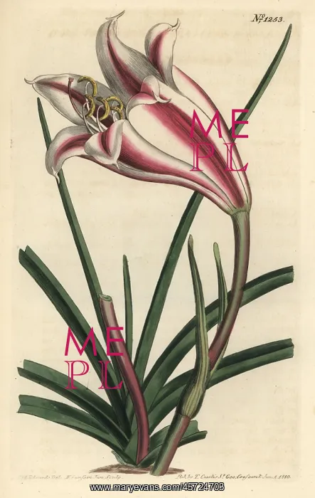 : Crinum ornatum : Crinum ornatum