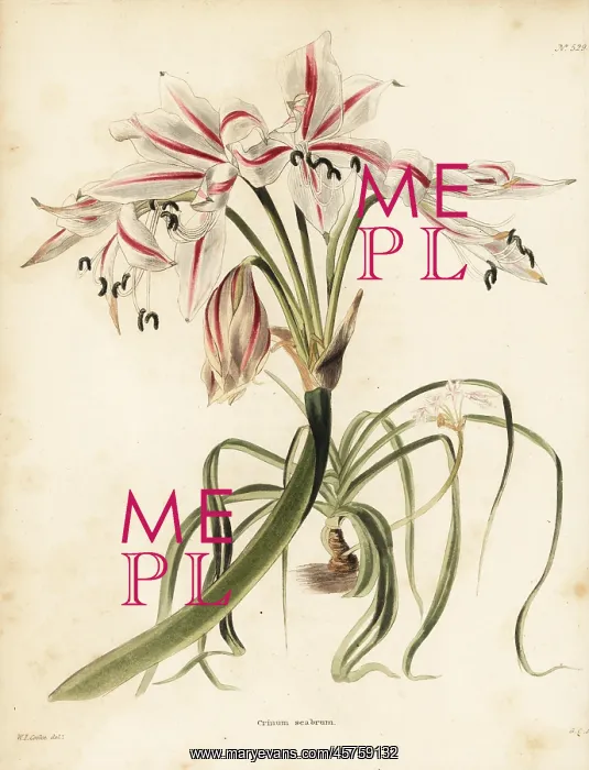 : Crinum ornatum : Crinum ornatum