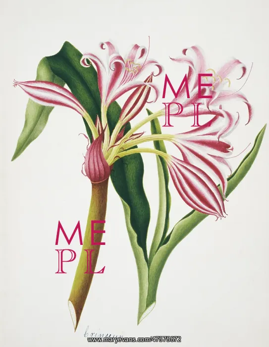 : Crinum sp. lily : Crinum sp. lily