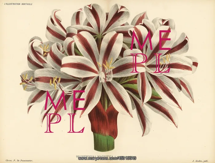 : Crinum stuhlmannii subsp. delagoense : Crinum stuhlmannii subsp. delagoense