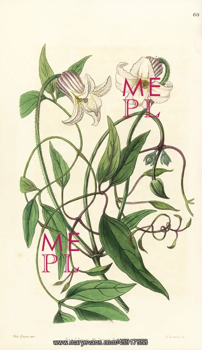 : Crisp-flowered clematis, Clematis crispa : Crisp-flowered clematis, Clematis crispa