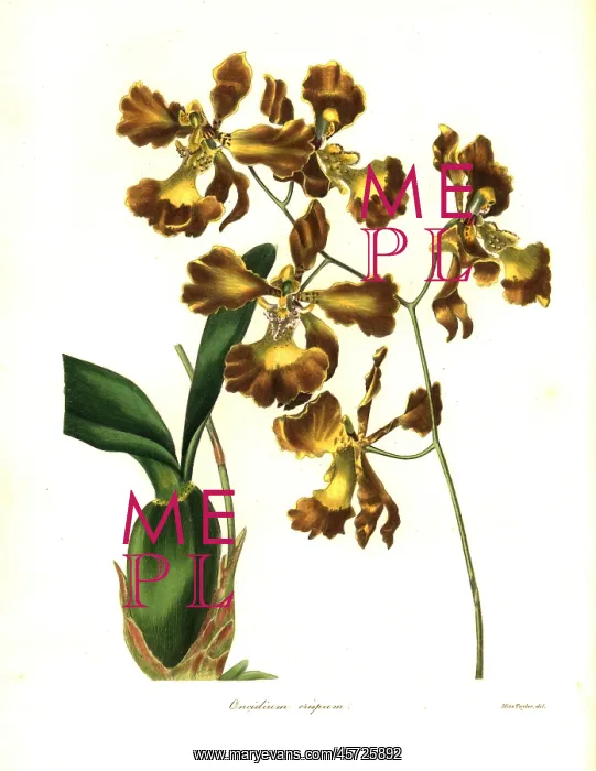 : Crisped-flowered oncidium, Oncidium crispum : Crisped-flowered oncidium, Oncidium crispum