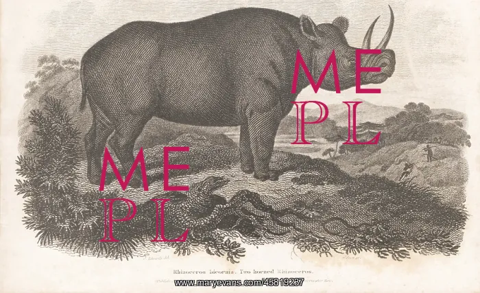 : Critically endangered black rhino, Diceros bicornis 2 : Critically endangered black rhino, Diceros bicornis 2