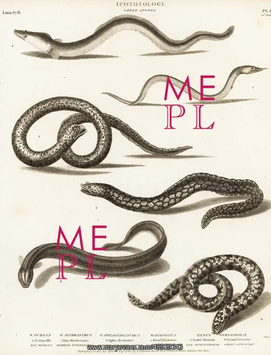 : Critically endangered European eel, electric eel, etc : Critically endangered European eel, electric eel, etc