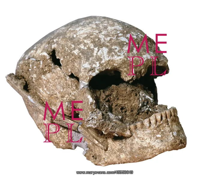 : Cro-Magnon's skull (2800-2500 BC). Catalan Sepulcres : Cro-Magnon's skull (2800-2500 BC). Catalan Sepulcres