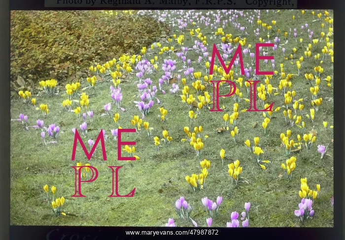 : Croci at Kew Gardens : Croci at Kew Gardens