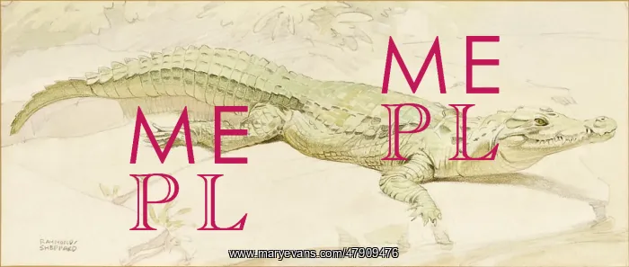 : Crocodile. A crocodile sunning itself on a riverbank : Crocodile. A crocodile sunning itself on a riverbank