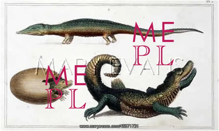 : CROCODILE / CAIMAN & EGG : CROCODILE / CAIMAN & EGG