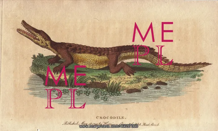 : Crocodile, Crocodylus niloticus : Crocodile, Crocodylus niloticus