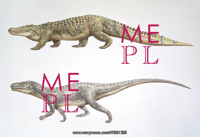 : Crocodile & Euparkeria : Crocodile & Euparkeria