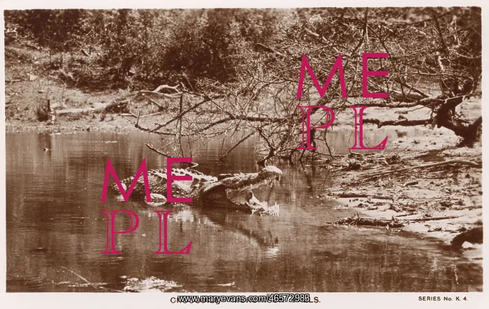 : Crocodile at Murchison Falls, Uganda : Crocodile at Murchison Falls, Uganda